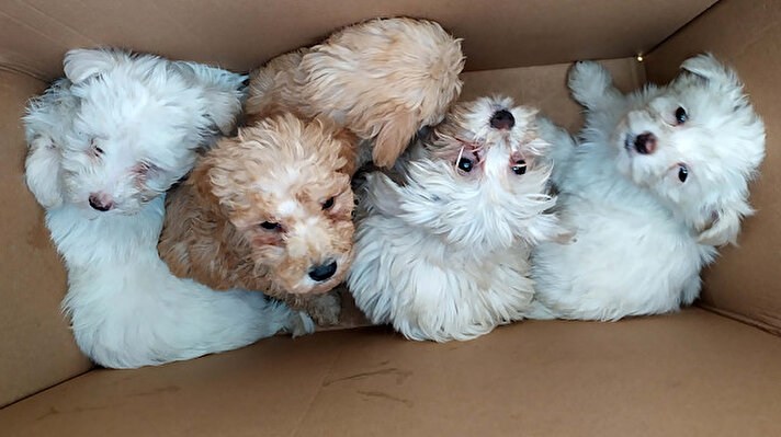 Türkiye'ye giriş yapmak üzere Kapıkule Sınır Kapısı'na gelen bir otomobilde, gümrük muhafaza ekiplerince yapılan rutin kontrolde karton kutularda köpek yavruları tespit edildi.

