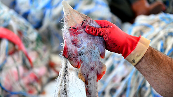 Karataşlı balıkçılar, ağları parçalayan insan yüzlü sapan balığının, toksini siyanürden bin 200 kat daha zehirli olan balon balıklarından ekonomik olarak daha zararlı olduğunu söyledi. 