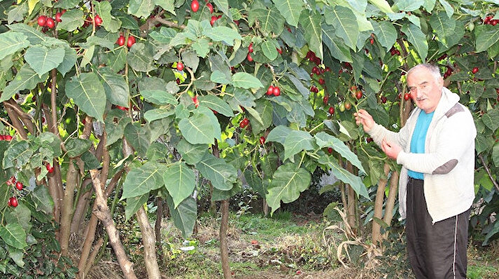 Ağaç domatesi ’Tamarillo’ Rize’yi sevdi aPazar İlçesi Derebaşı köyündeki bahçesinde 12 yıl önce getirdiği fidanları çoğaltıp üretime geçen Saydi, kısa sürede devasa bir domates ağacı alanı oluşturdu. 