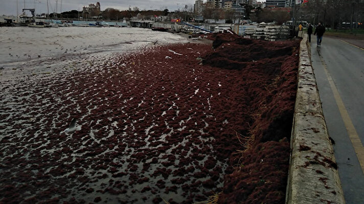 İstanbul'daki lodos nedeniyle nedeniyle kırmızı yosunlar sahile vurdu. Yosunlar nedeniyle Caddebostan sahili kızıla boyandı. Kırmızı renkli yosunlar kayalıkların üzerini de kapladı. Sahili kırmızıya boyayan yosunlar havadan da görüntülendi.
