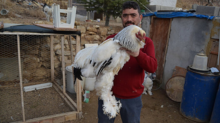Aksaray'da oturan 2 çocuk babası Murat Yalçın, beslediği güvercinlerin sürekli hırsızlar tarafından çalınması üzerine bu kez de hobi olarak süs tavuğu yetiştirmeye başladı. Birer tavuk ve horoz besleyen Yalçın, daha sonra yetiştirdiği yeni tavuk ve yumurtalarla, evinin bahçesini çiftliğe dönüştürüp, süs tavuğu üretmeye başladı. 