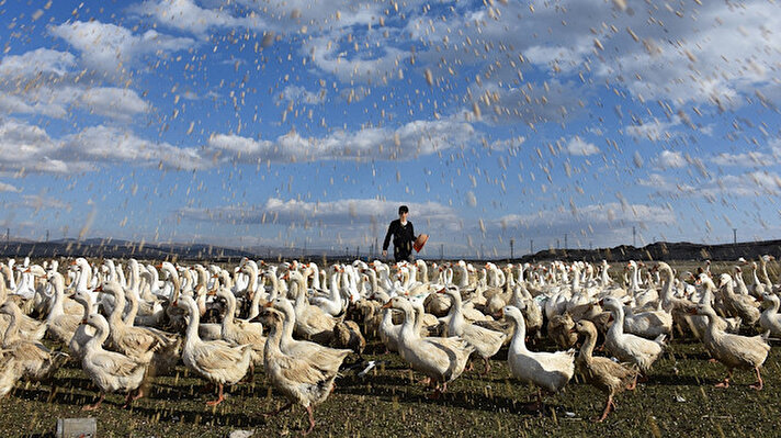 Bir banka müdürünün tavsiyesi üzerine 2 yıl önce büyükbaş hayvanlarını satan Tuğrul, 3 bin mast cinsi kaz yavrusu alarak ilçeye bağlı Üçbulak köyünde çiftlik kurdu.