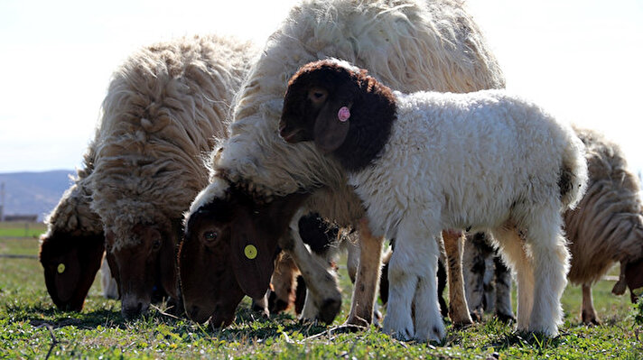 Türkiye'de küçükbaş hayvancılığın önemli merkezlerinden Şanlıurfa'da "elit" diye tabir edilen damızlık koyunlardan elde edilen üstün özellikli ivesi cinsi kuzular, veteriner hekimler kontrolünde özenle büyütülüyor.

