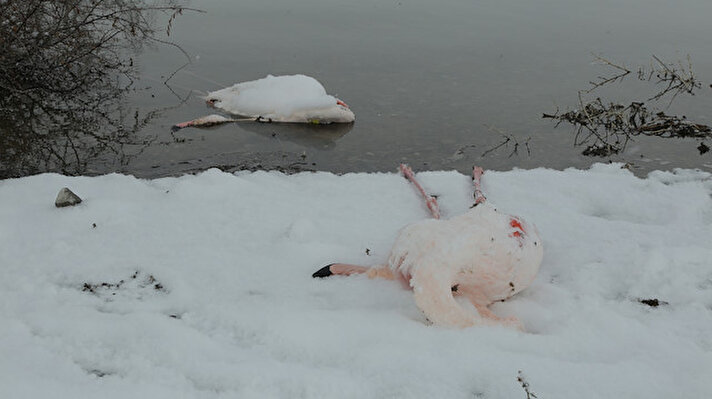 Sert kış şartlarında zorlanan yaklaşık 300 kadar flamingodan hasta, zayıf veya sakat oldukları tahmin edilen 12 flamingo telef oldu.