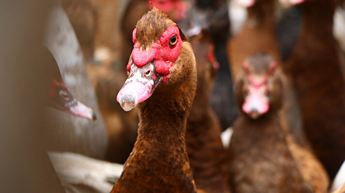 İstanbul'da bir döküm fabrikasında 23 yıl çalıştıktan sonra köyüne yerleşen ve kanatlı hayvan beslemeye başlayan Katman, 2017 yılında Macaristan'dan getirdiği yumurtalardan ürettiği maskeli ördekleri büyütmeye başladı.