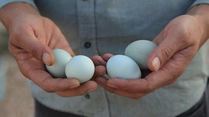 Sınır hattına yaklaşık 4 kilometre uzaklıktaki kırsal Keçeli Mahallesi'nde çiftçilik yapan Elçi, 2 yıl önce bir arkadaşının İzmir'den getirdiği mavi yumurtaların 10 tanesini ödünç aldı.