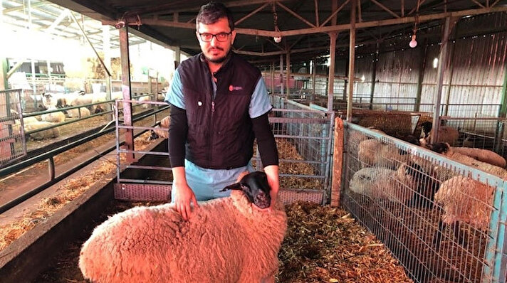 ​Hampshire ve Suffolk koyunlarını yurt dışından Bursa’nın Yenişehir ilçesine getiren işletme, et randımanını atırarak üreticilerin yüzünü güldürmeye başladı.