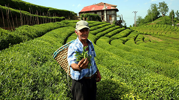 Doğu Karadeniz'deki Rize, Trabzon, Artvin ve Giresun illerinde, 830 bin dekar alanda 1 milyon üretici aile tarafından yapılan yaş çay tarımına sayılı günler kaldı. Mayıs ayının ortalarında başlaması beklenen çay tarımında bu yıl koronavirüs tedbirleri kapsamında, yabancı işçiler çalışamayacak. Bölgede her yıl çay tarımında çalışan yaklaşık 40 bin Gürcistan ve Azerbaycan uyruklu işçi, sınır kapılarının kapatılması nedeniyle ülkeye giremeyecek. 