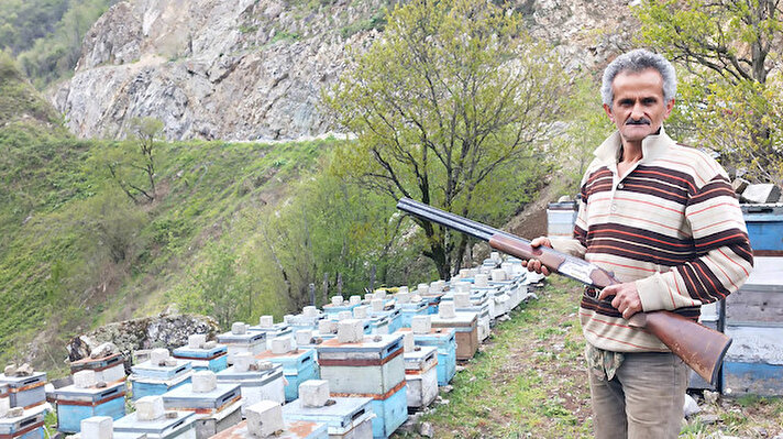 Mesudiye ilçesi Pınarlı Mahallesi’nde kış uykusundan uyanan ayılar, arı kovanlarına dadandı. Arılarını korumak için kovanların bulunduğu alanları elektrik paneli ile çeviren bal üreticilerinin bu önlemi de çare olmadı. 
