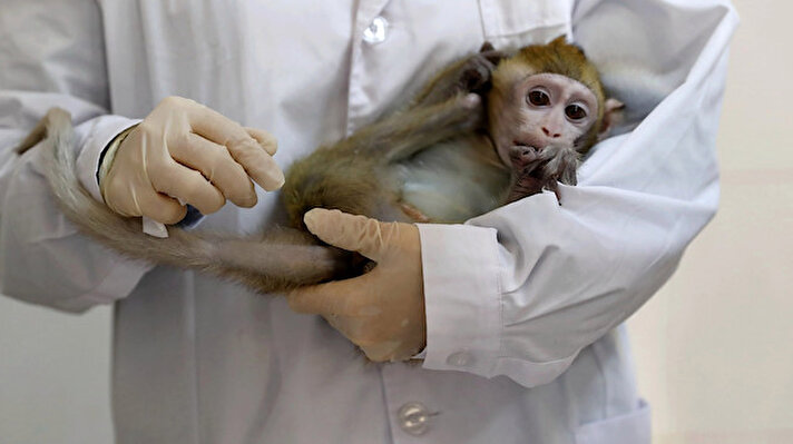 İngiltere’de koronavirüse karşı geliştirilen aşı çalışmalarının odağında bulunan Oxford Üniversitesi’nin aşısı, maymunlar üzerinde denendi ve başarılı oldu.