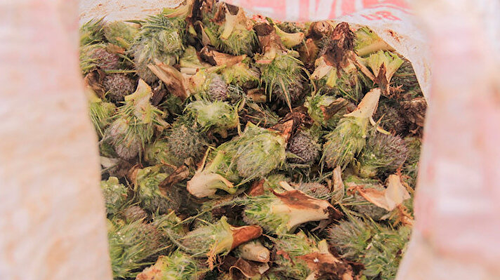 Munzur Dağları'nın hakim olduğu 1500 rakımlı Ovacık'ta, ilkbaharın gelmesiyle karların eridiği alanlarda ortaya çıkan ve şifa deposu olarak bilinen kenger bitkisi, lezzetiyle damaklarda eşsiz bir tat bırakıyor.