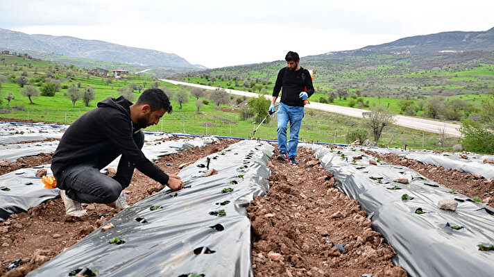 Tekirdağ Namık Kemal Üniversitesi Çerkezköy Meslek Yüksekokulu Lojistik Bölümü son sınıf öğrencisi 20 yaşındaki Ceylan, girişimcilik dersindeki bir ödevi için tarım alanında araştırmalara başladı.