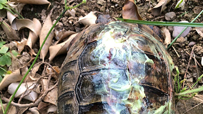 Alanya'nın Damlataş Mezarlığı'nda dün 8 kaplumbağa başları ezilmiş, kabukları kırılmış halde bulundu. Sokak hayvanlarını beslemek için dışarı çıkan hayvanseverlerin bulduğu kaplumbağalardan 4'ünün öldüğü belirlendi. 

