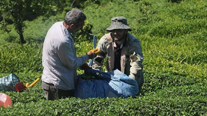 Doğu Karadeniz'deki Rize, Trabzon, Artvin ve Giresun illerinde, 830 bin dekar alanda 1 milyon üretici aile tarafından yapılan yaş çay üretiminde hasat için sayılı günler kaldı.