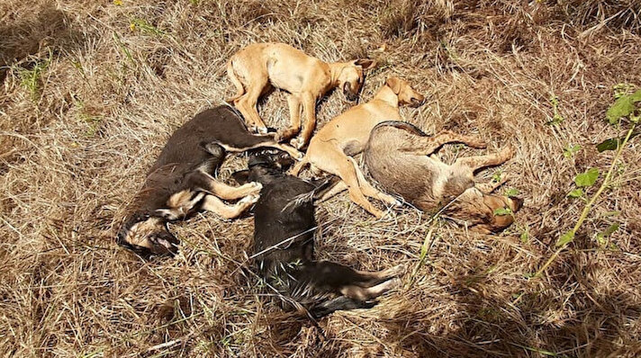 Muratpaşa ilçesi Şirinyalı Mahallesi’nde bir parkta 11 köpek yavrusunu besleyen hayvanseverler, 5 köpeği ölü halde buldu.