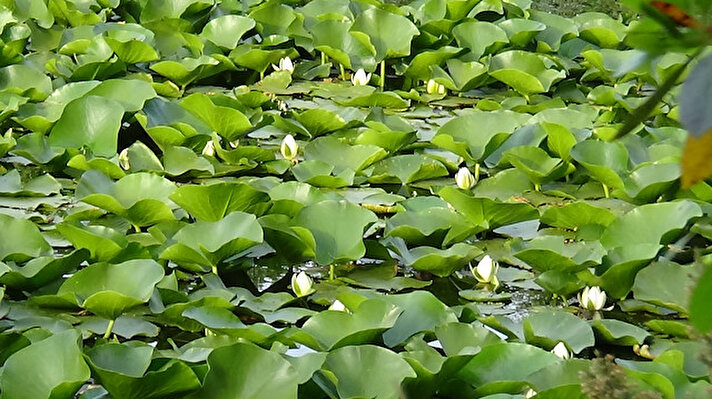 İki dönüm büyüklüğündeki Nilüfer Gölü, eşsiz güzelliğiyle bölge turizmine katkı sunarken, lotus çiçeği olarak da adlandırılan nilüfer çiçekleri ziyaretçilerin ilgisini çekiyor. 