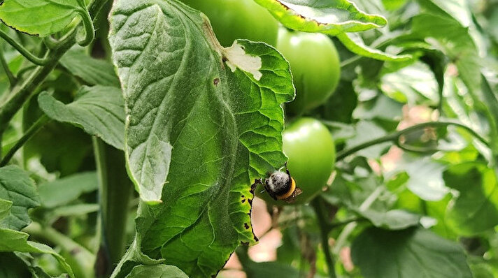 Gaziantep'in İslahiye ilçesine bağlı Yelliburun Mahallesi’nde 4 dönüm üzerine kurduğu serada Bombus arıları ile dölleme yöntemi ile oldukça verimli bir domates yetiştiriyor. 