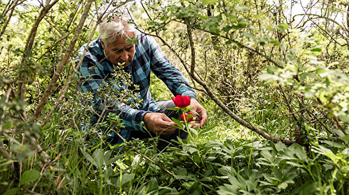Yaklaşık iki hafta yaşam süresi olan ve halk arasında 'ayı gülü' ismiyle anılan şakayık çiçeği Antalya, Konya ve Muğla'da bazı yüksek kesimlerde yetişiyor. 