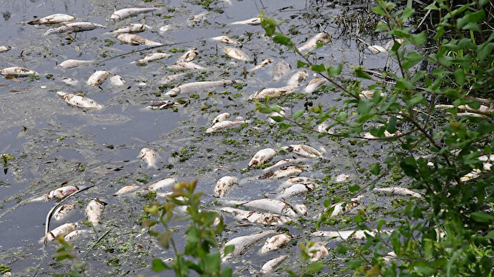Trakya’nın büyük bölümünün içme suyu ihtiyacını karşılamak üzere Tarım ve Orman Bakanlığı Devlet Su İşleri (DSİ) Genel Müdürlüğü tarafından yaptırılan ve 'Trakya'nın GAP'ı' olarak nitelendirilen, Malkara'nın Balabancık ve Çimendere mahalleleri güzergahından gelen Çokal Barajı'nda balık ölümleri yaşandı.