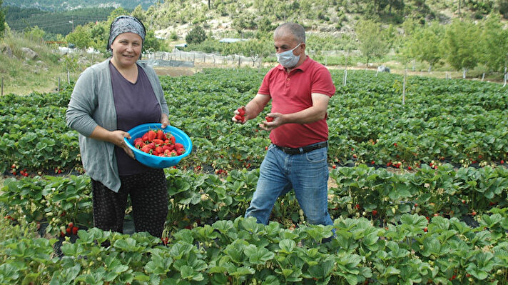 Andırın'ın Pınarbaşı Mahallesi'nde yaşayan Nilgün Kayıran, 2013 yılında pazardan aldığı çilek fidelerini evindeki saksıya dikti.