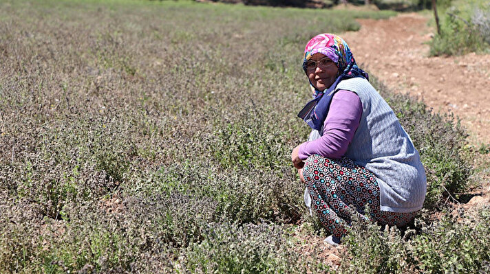 Denizli'de, 22 Mayıs gecesi hava sıcaklığındaki ani düşüş nedeniyle zirai don meydana geldi. Sıcaklığın sıfır dereceye kadar düştüğü kentte zirai don, kekik üretimini olumsuz etkiledi. Pamukkale, Çal ve Güney ilçelerindeki tarım arazilerinde ekili kekikler, soğuk nedeniyle zarar gördü. Denizli Tarım ve Orman Müdürlüğü ekipleri, bölgede don nedeniyle oluşan zararı tespit etmek için inceleme başlattı. Yapılan çalışmalar sonucu yaklaşık 6 bin dekar kekik ekili tarım arazisinin zarar gördüğü belirtildi.
