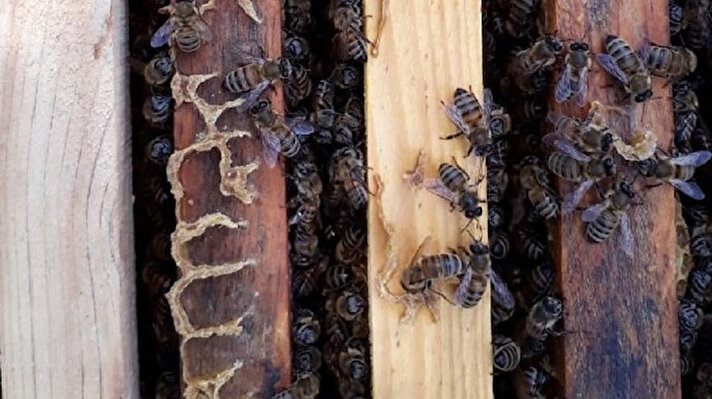 Ülke genelinde başta sağlık alanında olmak üzere bazı alanlarda kullanılan doğal ve organik bitkilerden yağ üreten Hakan Başlık, Efeler İlçesi’ne bağlı Umurlu Mahallesi’ndeki üretim alanında oluşturduğu HBX Arge Arılığında, arıların ilginç bir faaliyeti ile karşılaştı. 