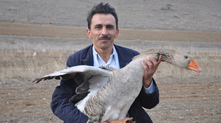 Gümüşhane'nin Köse ilçesinde memur olan Seyhan Tok, 2 yıl sürdürdüğü araştırmalar sonunda yumurta üretimi için kaz çiftliği kurmaya karar verdi. Bölge yapısına en uygun kazın Fransız G 35 ve G 36 cinsi kaz olduğunu belirleyen Tok, 200 yavru satın aldı. Veteriner hekim kontrolünde yetiştirdiği ve 6 ila 9 kiloya ulaşan kazlar, bu yıl, yumurtlamaya başladı. Tok'un çiftçiliğinde, yumurtlama dönemi sonrası civcivler de üremeye başladı. Çiftliğinde kaz sayısını 4 bine çıkarmayı düşünen Tok, yıllık 300 bin lira gelir elde etmeyi hedefliyor. Tok'un iklim koşullarına dayanıklı olma özelliğine sahip, ürettiği yumurta ve civcivler, yoğun talep görüyor.
