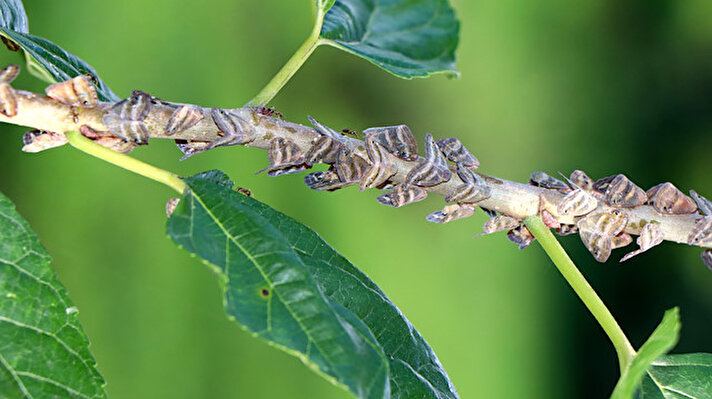 Bölgede, 2007 yılından sonra görülmeye başlanan ve birkaç yıldır çoğalan 'Ricania simulans' adlı kelebek türü böcek, tarım ürünlerini tehdit ediyor. 