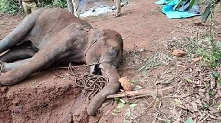 Hindistan’ın Kerala eyaletinin Malappuram kentinde geçtiğimiz 27 Mayıs’ta bir fil, ormandan yem bulabilmek için yerleşim yerlerine indi. Fil, bölgede dolaşmaya başlarken, bu sırada henüz kimliği tespit edilemeyen kişiler tarafından ananas verildi.