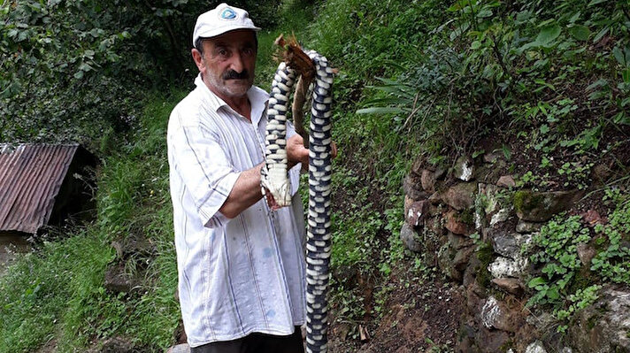 Karadeniz Bölgesi'nde son günlerde görülen yılanlar vatandaşları korkutuyor. Trabzon'un Dernekpazarı ilçesinde, Karadeniz Özel Eğitim Mesleki Eğitim Merkezi Müdür Yardımcısı Recep Ali Düzenli'nin temizlik yaptığı çay bahçesinde yılan ısırması sonucu yaşamını yitirmesi, Sinop ve Artvin'deki bahçe ve tarlalarda yılanların görülmesi vatandaşların endişelerini artırdı.    