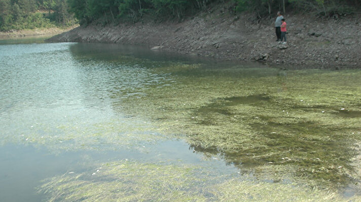 İlçeye bağlı Yeşilyurt Mahallesi'ndeki Çınargeçidi Barajı'nın su toplama göletinde kıyıya ölü sazan balıkları vurmaya başladı.