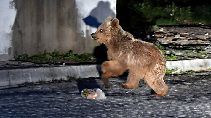 Sarıkamış'ın İstiklal Mahallesi'ne inen bir boz ayı, yavrularıyla bir süre gezinerek yiyecek aradı. 