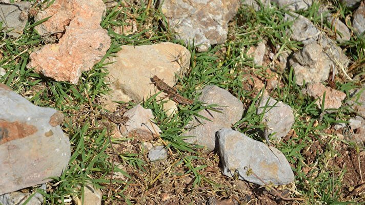 Amanos Dağı eteklerinde yer alan Atik, Fenk ve Eşmişek yaylarındaki bahçelerde çok sayıda çekirge görenler, durumu Tarım ve Orman İl Müdürlüğü'ne bildirdi. 