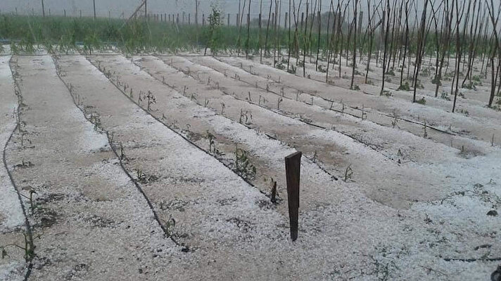 Amasya'nın Taşova ilçesinde etkili olan dolu yağışı tarım alanlarına zarar verdi.