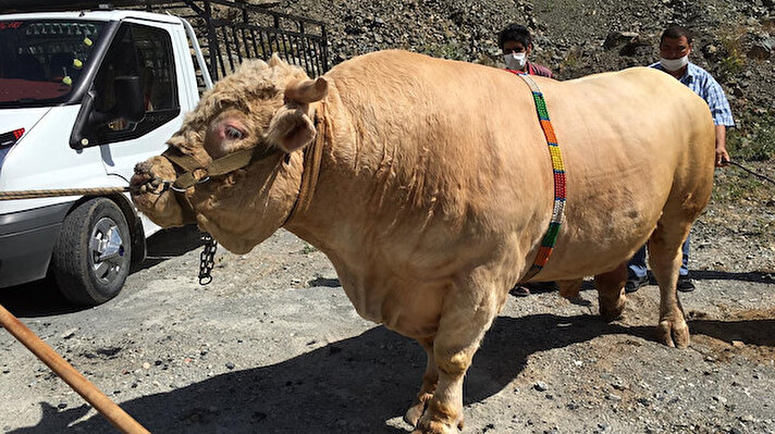 Yusufeli ilçesinde, hayvancılıkla uğraşan Abdullah Dayanç, 2 tonluk boğasını satmaya karar verdi.