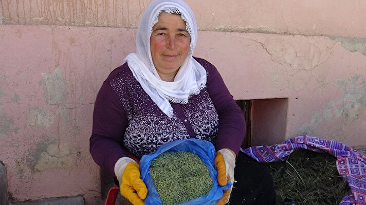 Gercüş’te yaşayan 57 yaşındaki Seve Turan, eşi ile birlikte her gün sabah saatlerinde dağa çıkarak kekik topluyor. 