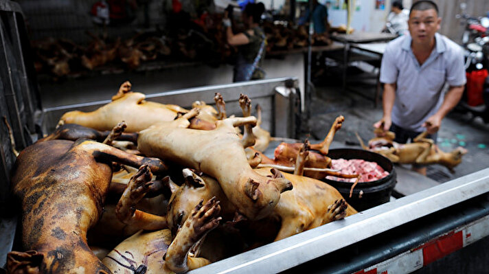 Sky News'in haberine göre, Çin'de Kovid-19 salgını tedbirleri kapsamında köpeklerin çiftlik hayvanı statüsünden çıkarılmasına rağmen Guangxi eyaletine bağlı Yulin kentinde bugün başlayan tartışmalı "Liçi ve Köpek Eti" festivalinde binlerce köpek kesilerek tezgahlarda sergileniyor.