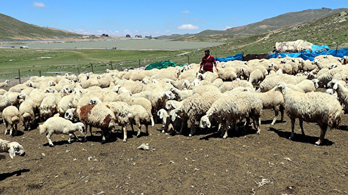 Kentte hayvancılıkla uğraşanlar, yayla sezonunun açılmasıyla birlikte Erciyes Dağı'nın eteklerindeki yaylalara göç etti. 