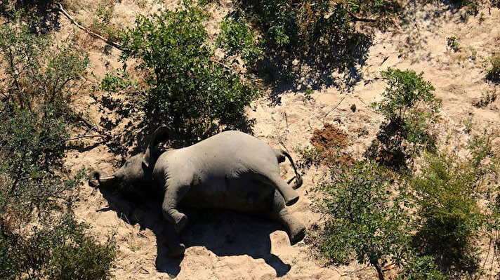 
Afrika'nın giderek azalmakta olan fil popülasyonunun yaklaşık üçte birine ev sahipliği yapan Botsvana'da, sadece son iki ay içinde 400'den fazla fil cansız bulundu.
