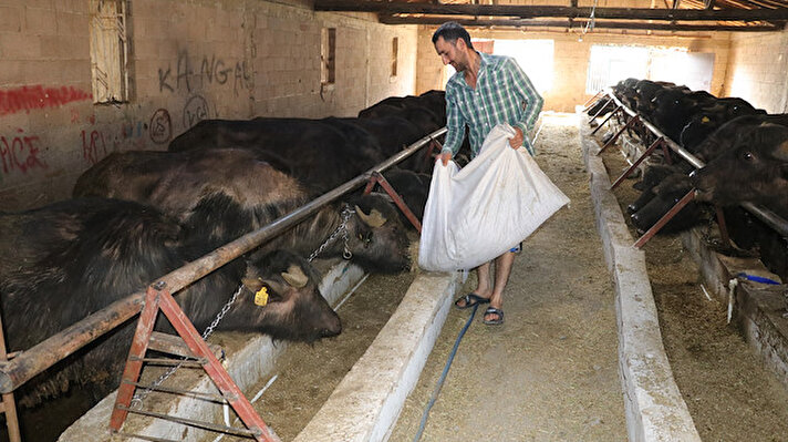 Sarıkaya ilçesi Kürkçü köyünde koyun ve inek besleyen Ahmet Doğru, 78 yaşındaki KOAH hastası annesine manda sütü ve yoğurdu önerilince 2 manda satın aldı.

