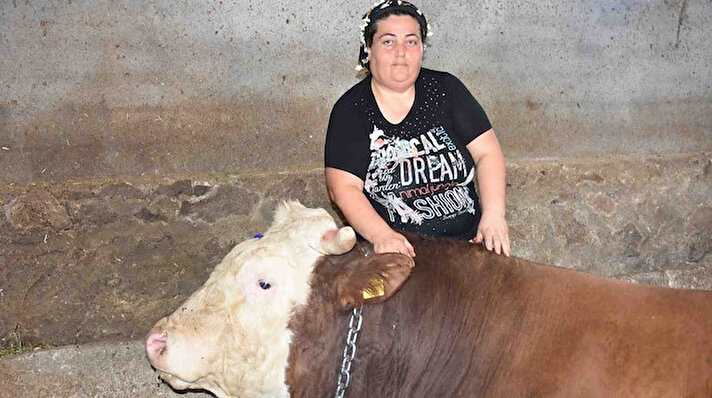 Menemen ilçesi Süleymanlı Mahallesi’nde hayvancılık yapan Ayşe Zeybek, 3 aylıkken satın aldığı buzağıyı evlatlarından ayırmadan sütle besleyip büyüttü.