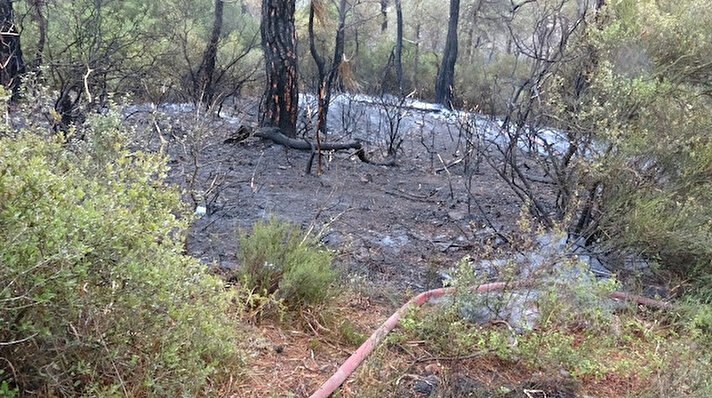 Heybeliada'da Çamlık Aşıklar Yolu'nda dün saat 17. 00 sıralarında ormanlık alanda yangın çıktı.