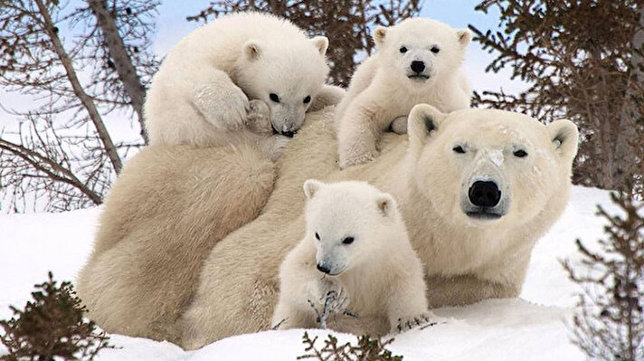 İklim değişikliğiyle mücadele konusunda daha fazla şey yapılmaması halinde kutup ayılarının soyunun 2100 yılına kadar tükenebileceği bildirildi.