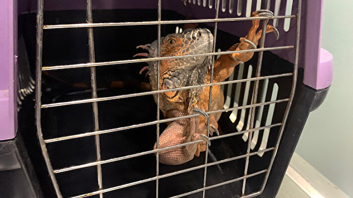 Üsküdar Belediyesi ekipleri ihbar üzerine Altunizade’de apartmana girmeye çalışan 125 santim uzunluğunda iguanayı file ile yakaladılar. 
