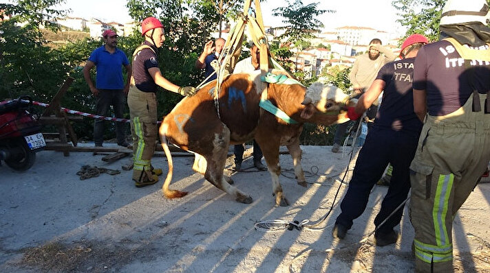 Üsküdar'ın Yavuztürk Mahallesi’nde 18.30 sıralarında hayvan pazarından kaçan bir boğa ekipleri harekete geçirdi. 