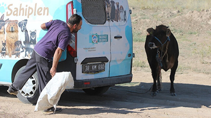 Şanlıurfa'nın Yeşildirek Mahallesi'nde sahiplerinin kesim yerine götürmek istediği boğa, kamyonette bindirilirken kaçtı. Sahiplerinin ve çevredeki vatandaşların elinden kurtularak koşan boğa yaklaşık 7 kilometre uzaklıktaki bir tarlaya girdi.  