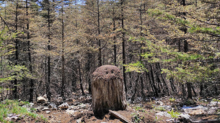 Türkiye'de sedir ormanlarının en yoğun bulunduğu ve korunduğu bölge olarak bilinen 'Çığlıkara' bölgesindeki sedir ormanlarına Eskişehir'den getirilen 25 karınca yuvası, kısa sürede geniş bir alana yayıldı.   