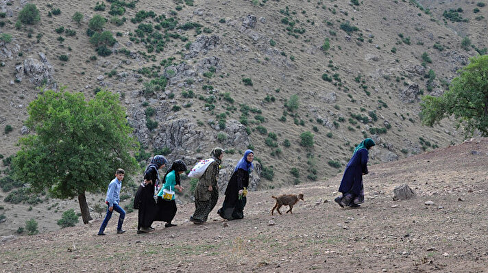  Hakkari'nin Şemdinli ilçesinde berivanlar (süt sağan kadın), küçükbaş hayvanları sağmak için her gün kilometrelerce yol kat ederek yüksek rakımlı dağlara gidiyor.