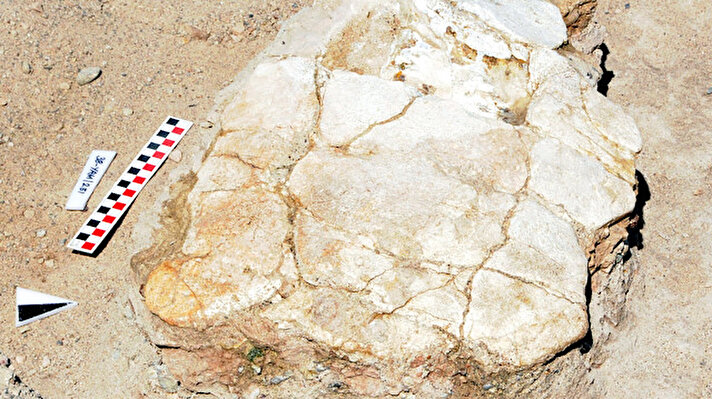 Kayseri'nin merkez Kocasinan ilçesindeki Yamula Barajı kıyısında bulunan Taşhan bölgesinde, 2 yıl önce keçi otlatan çoban, dev fosil parçası buldu. Çobanın durumu bildirmesi üzerine bölgede kazı yapıldı. Yapılan kazılarda, fil, zürafa, at ve gergedana ait 7,5 milyon yıllık fosiller bulundu. 