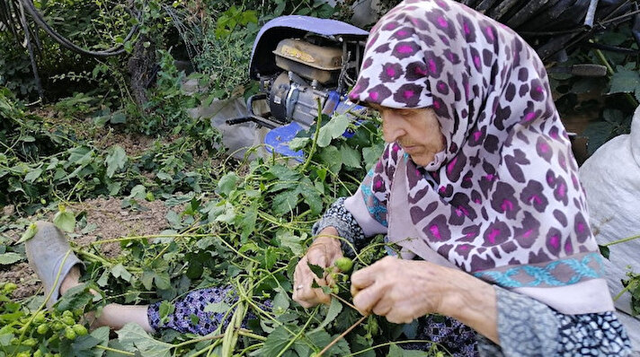 Türkiye’de 1960 yılından beri sadece Bilecik’te yetişen şerbetçi otunun hasadına başlandı.